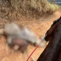 Polícia investiga morte de cavalo após mutilação com facão imagem