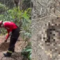 Policiais militares localizam corpos esquartejados em área de mata imagem