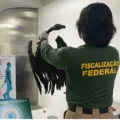 Ratos, cobras e aves: carga com mais de 100 kg é apreendida em aeroporto imagem