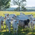 Seagri avança com projeto de rastreabilidade bovina na Bahia imagem