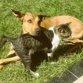 Seu pet está protegido? Maioria dos tutores ignora vacinas de cães e gatos imagem