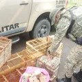 Suspeito é preso e 40 aves silvestres são resgatadas em Simões Filho imagem