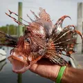 Veneno e espinhos: peixe invasor é encontrado na Bahia imagem
