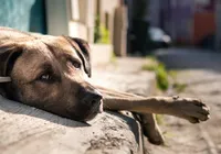 Abandonou o pet, vai pagar: projeto na Bahia propõe multa de até R$ 10 mil imagem