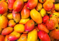 Bahia perderá R$ 400 milhões em frutas com tarifaço; manga será a mais afetada imagem