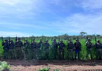 Bahia ultrapassa 1 milhão de pés de maconha erradicados em 2025