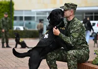 Cães terapeutas ajudam soldados feridos a lidar com traumas da guerra imagem