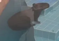 Capivara é encontrada dentro de piscina em Camaçari
