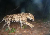 Comunidades rurais recebem orientações sobre convivência com felinos