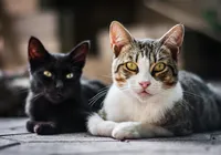 Confira as 15 raças de gatos mais inteligentes imagem