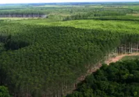 Crises climáticas pressionam setor de celulose a ampliar clones de eucaliptos
