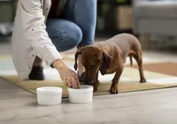 Descubra quais alimentos oferecem risco à saúde dos pets