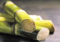 Estudantes produzem vinagre artesanal a partir do caldo de cana imagem