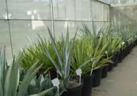 Etanol de tequila? Pesquisa baiana estuda planta para abastecer carros imagem