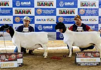 Expo Uauá reforça liderança da Bahia na caprinovinocultura
