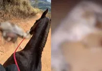 Famosas pedem justiça após cavalo ter patas mutiladas com facão