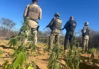 Fazenda com 25 mil pés de maconha e energia solar é encontrada na Bahia imagem