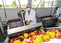 Feira de Santana impulsiona produção da agroindústria familiar no interior da Bahia