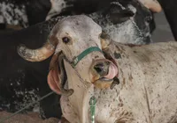 Fenagro: associações de criadores querem trazer novas raças em 2025 imagem