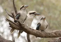 Fenômeno raro: pesquisa encontra aves com sexo trocado após o nascimento imagem