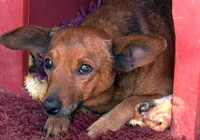 Fiel até o fim: cachorro percorre 12 km para velório do tutor em MG imagem