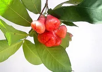 Fruta que previne infarto e hipertensão; conheça os benefícios imagem