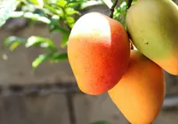 Fruticultores temem demissão em massa com tarifa de Trump imagem