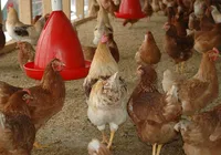Gripe aviária: Bahia estende emergência zoossanitária por seis meses