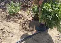 Homem é detido e 11 mil pés de maconha são apreendidos na Bahia