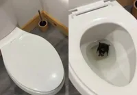 Influenciadora é hospitalizada após achar morcego em vaso sanitário imagem