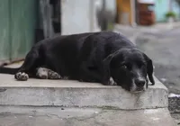 Leishmaniose canina: especialistas orientam para cuidados com os cães imagem