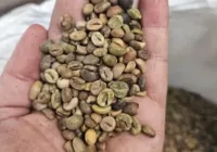 Mais de 2,4 toneladas de café impróprio ao consumo são apreendidas