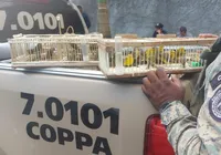 Mais de 80 aves são resgatadas de cativeiro irregular na Bahia imagem