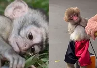 Memes de macacos: entenda os impactos para saúde do animal imagem