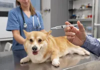 'Mês do cachorro louco': veterinário alerta para vacinação da raiva