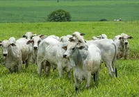Municípios do Portal do Sertão têm vocação natural para a pecuária imagem