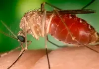 Novos casos de febre Oropouche acende alerta em todo o país imagem