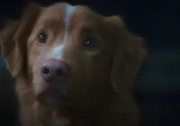 O cachorro morre no final? Filme de terror causa grande polêmica