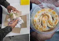 Pacote misterioso: cobra é encontrada em encomenda dos Correios
