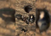 Polícia encontra cemitério clandestino usado pelo Comando Vermelho