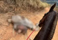 Polícia investiga morte de cavalo após mutilação com facão