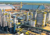 Produção de sorgo cresce 39% na Bahia e ganha espaço no setor de biocombustíveis imagem