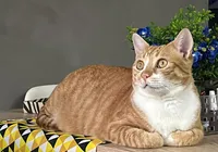 Proibição de teste de cosméticos em animais: veja o que dizem veterinários imagem