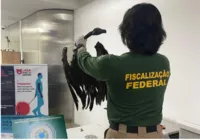 Ratos, cobras e aves: carga com mais de 100 kg é apreendida em aeroporto