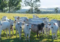 Seagri avança com projeto de rastreabilidade bovina na Bahia imagem