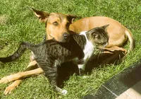 Seu pet está protegido? Maioria dos tutores ignora vacinas de cães e gatos