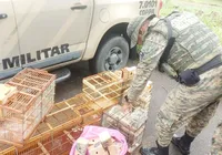 Suspeito é preso e 40 aves silvestres são resgatadas em Simões Filho