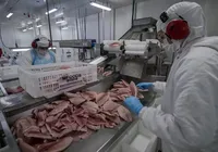 Tarifa dos EUA: governo libera compra de açaí, manga, mel e pescados imagem