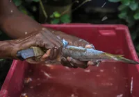 VLT Salvador: 1,4 tonelada de sardinha transforma a renda de marisqueiras