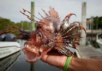 Veneno e espinhos: peixe invasor é encontrado na Bahia imagem